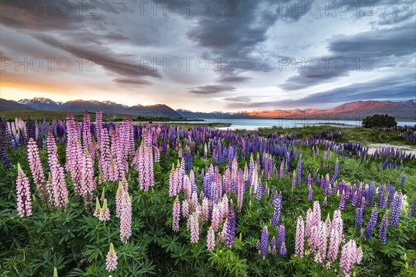Colorful Large-leaved lupins (Lupinus polyphyllus) at the shore of Lake Tekapo in dramatic light mood