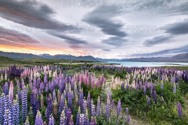 Colorful Large-leaved lupins (Lupinus polyphyllus) at the shore of Lake Tekapo in dramatic light mood