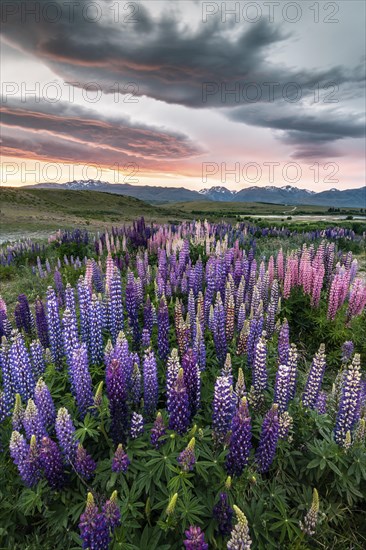 Colorful Large-leaved lupins (Lupinus polyphyllus) at the shore of Lake Tekapo in dramatic light mood