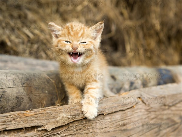 Small stripy cat (Felis silvestris catus)