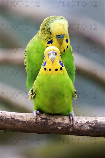 Budgerigars (Melopsittacus undulatus)