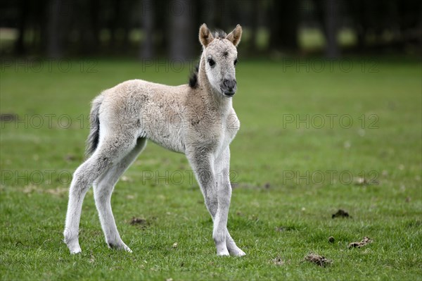 Dulmen pony