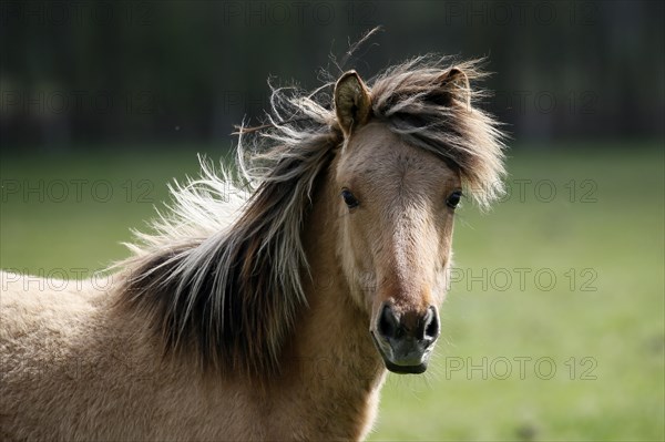 Dulmen wild horse