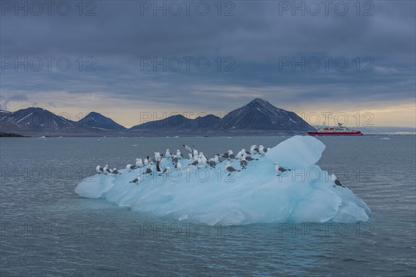Kittiwakes (Larus tridactyla) sitting on a huge piece of glacier ice with an expedition boat in the background