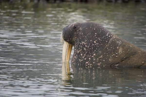 Walrus (Odobenus rosmarus) looking out from the water