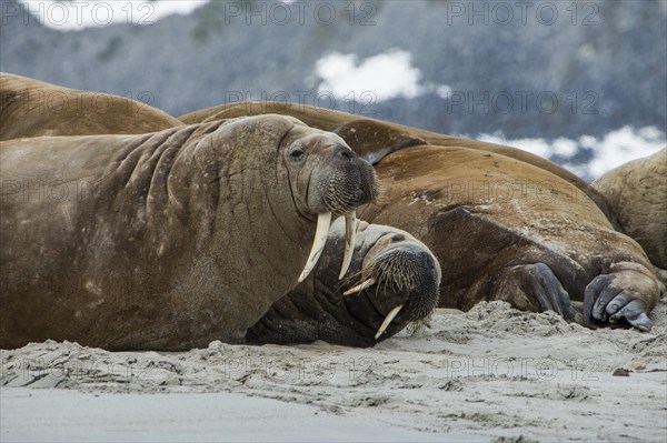Walrus (Odobenus rosmarus) colony