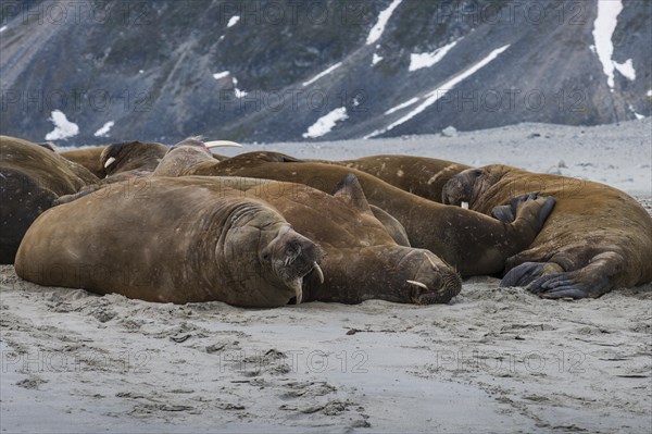 Walruses (Odobenus rosmarus)