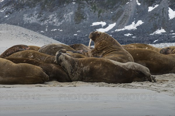 Walruses (Odobenus rosmarus)