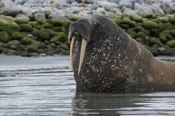 Walrus (Odobenus rosmarus) looking out from the water