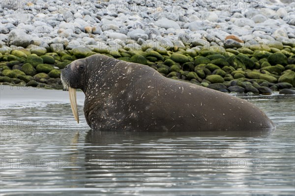 Walrus (Odobenus rosmarus) looking out from the water