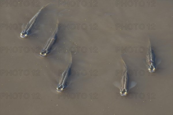 Four-eyed fishes