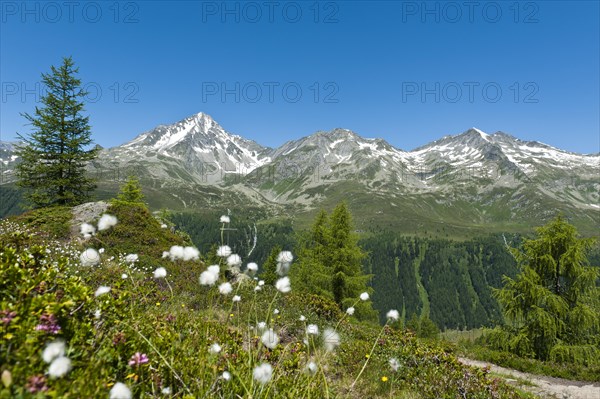 Cottongrass (Eriophorum)