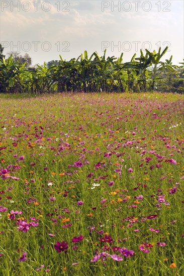 Colourful flower meadow in front of banana trees