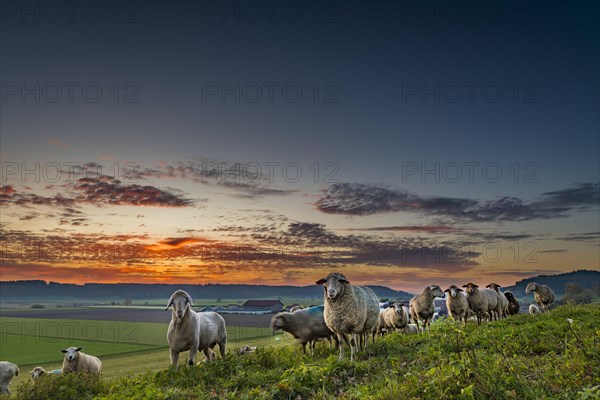 Domestic sheep (Ovis gmelini aries)