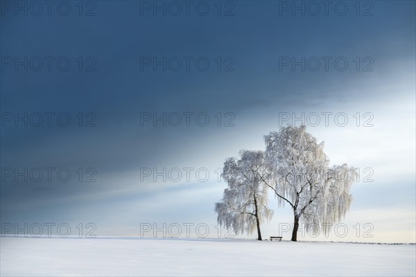 Snow-covered Birches (Betula) in winter landscape in front of a blue cloudy sky