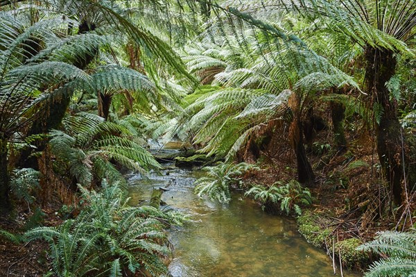 Brook through the rainforest