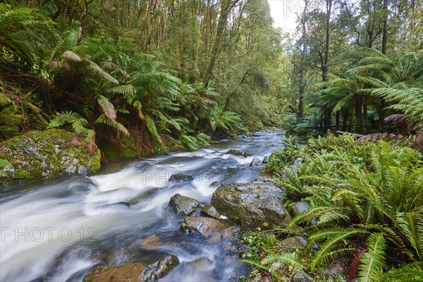 Brook in the rainforest