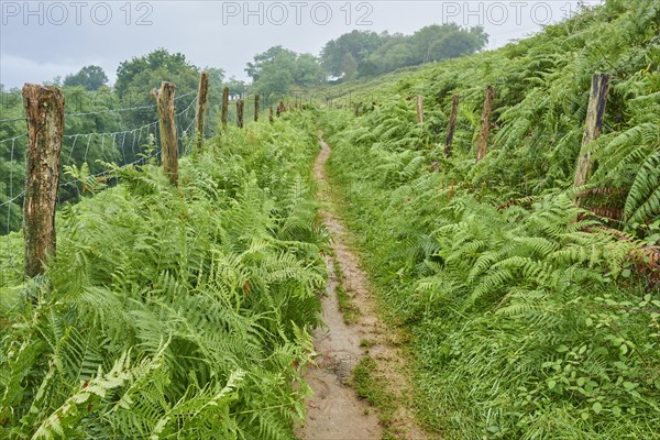 Walking path going through Male fern (Dryopteris filix-mas) from Donostia San Sebastian to Orio at the Camino del Norte