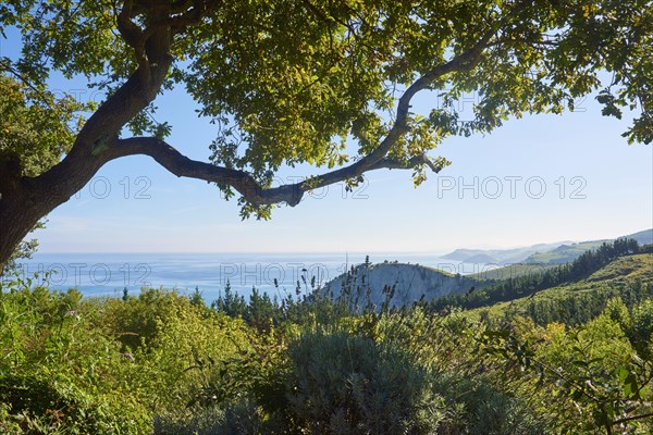 View to the geopark Costa Vasca at the the atlantic ocean between trees next to the Camino del Norte on the way to Deba