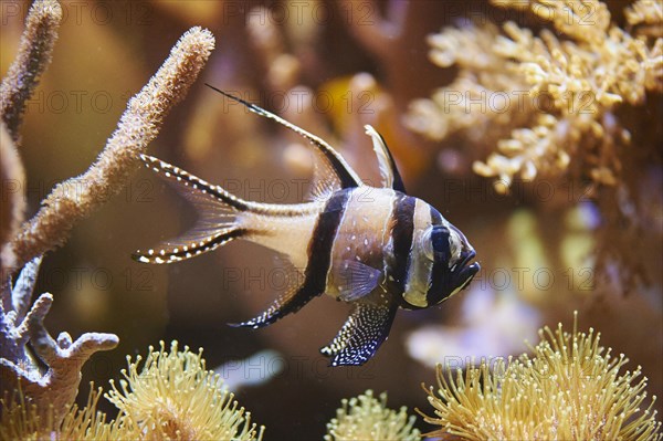Banggai cardinalfish (Pterapogon kauderni) in a aquarium