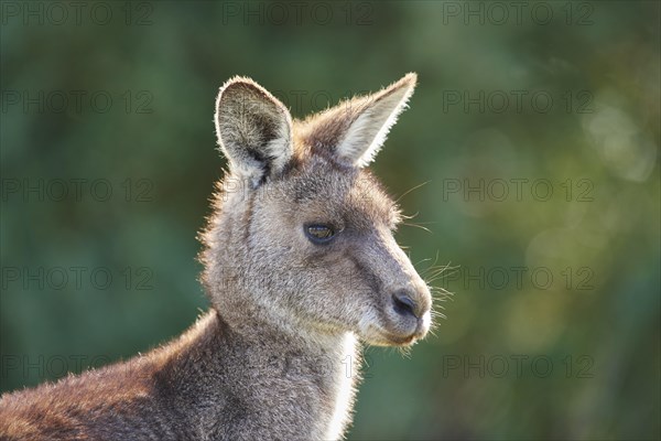 Eastern grey kangaroo (Macropus giganteus)