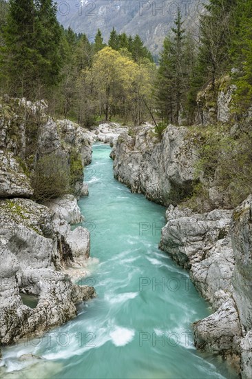Emerald green wild river Soca flows through narrow canyon