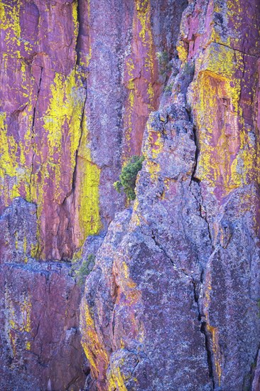 Tree growing in colorful canyon wall