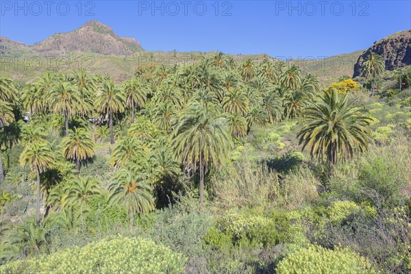 Landscape with Palm trees near Fataga