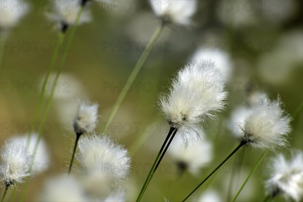 Flowering hare's-tail cottongrass (Eriophorum vaginatum) in moorland