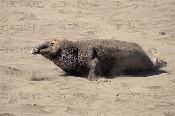 Northern Elephant Seal (Mirounga angustirostris)