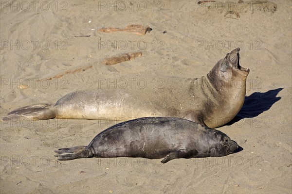 Northern Elephant Seals (Mirounga angustirostris)