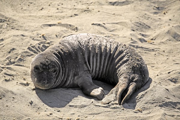 Northern Elephant Seal (Mirounga angustirostris)