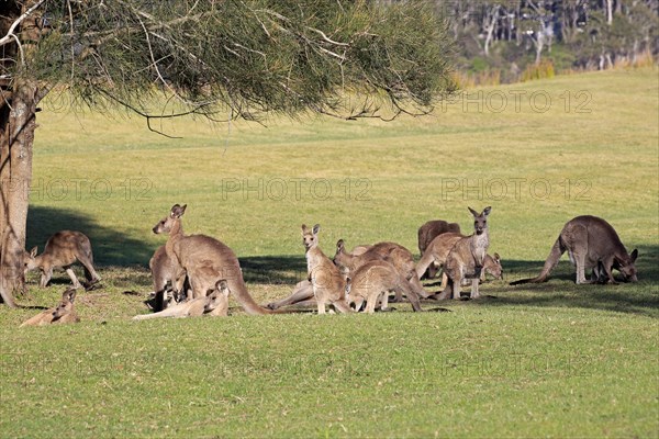 Eastern grey kangaroo (Macropus giganteus)