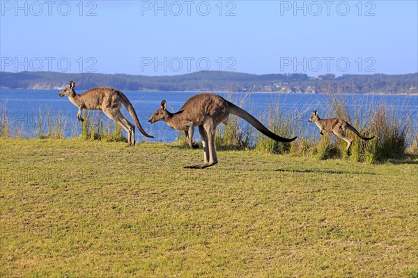 Eastern grey kangaroos (Macropus giganteus)