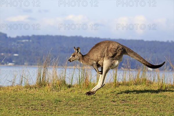 Eastern grey kangaroo (Macropus giganteus)