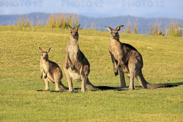 Eastern grey kangaroos (Macropus giganteus)