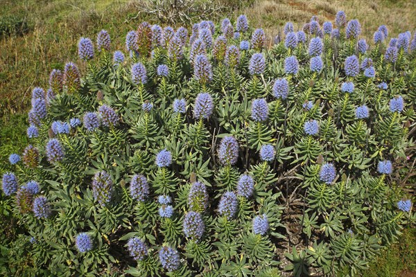 Pride of Madeira (Echium candicans)