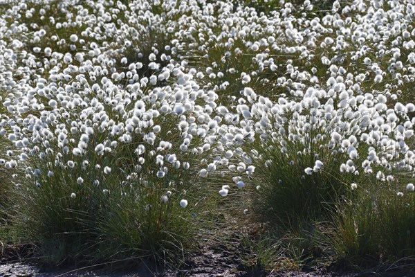 Flowering hare's-tail cottongrass (Eriophorum vaginatum)