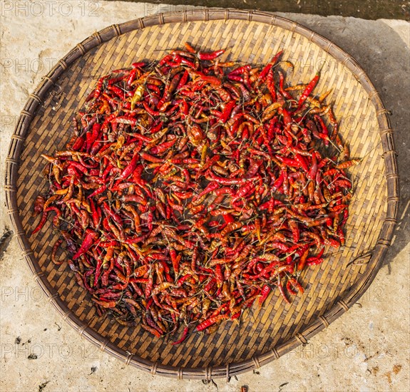 Chillies drying in basket