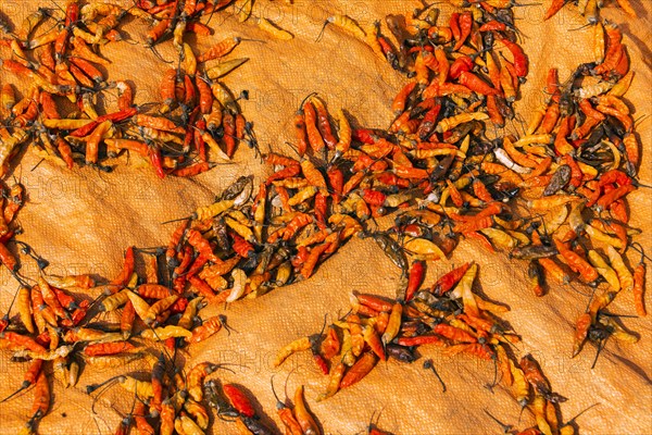 Chillies drying in sun