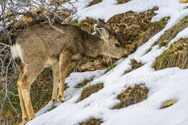 Mule deer (Odocoileus hemionus)