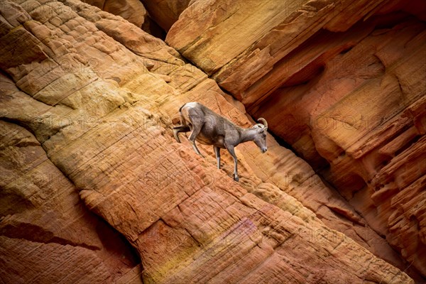 Desert bighorn sheep (Ovis canadensis nelsoni) climbs on red sandstone rocks