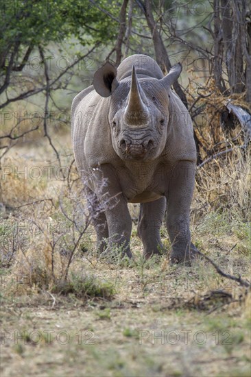 Black rhinoceros (Diceros bicornis) in dry scrubland