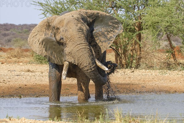 African elephant (Loxodonta africana)