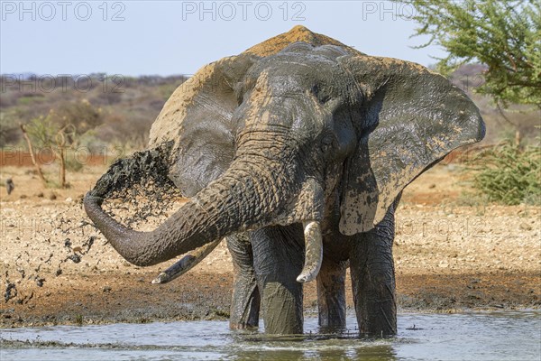 African elephant (Loxodonta africana)