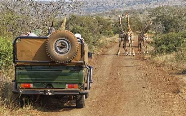 Three young Southern giraffes (Giraffa camelopardalis giraffa)