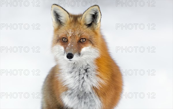 Red Fox (Vulpes vulpes)
