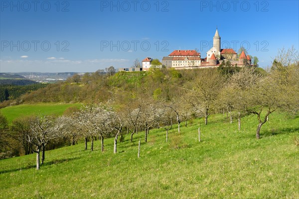 Flowering fruit trees below Leuchtenburg Castle