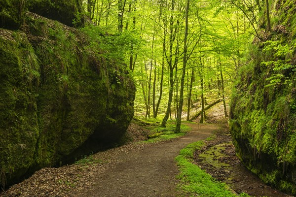 Hiking trail through the Landgrafen Gorge