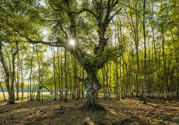 Birch forest with gnarled old birch (Betula)